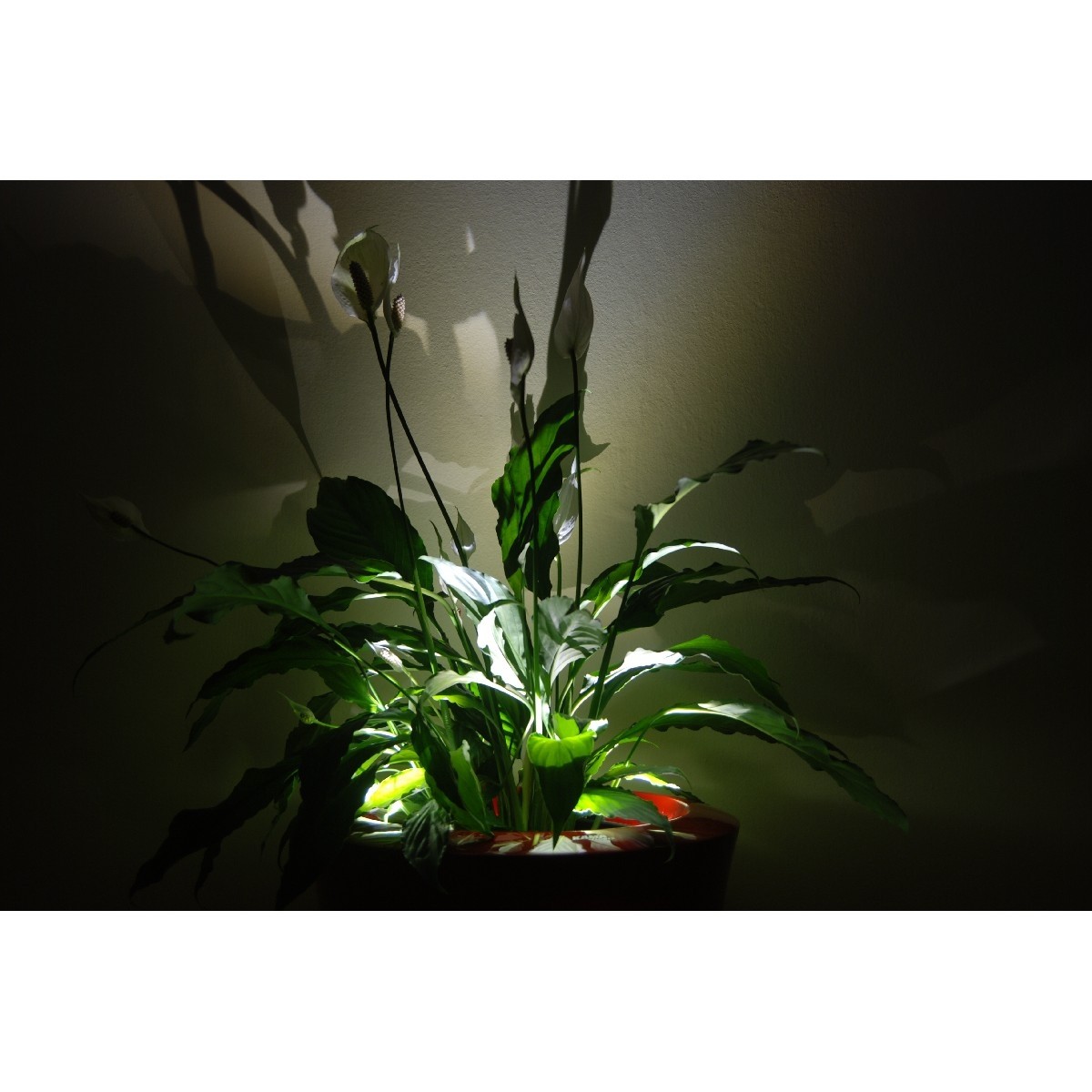 Donica Garafia XL 100x80 Kama Flower Donica Garafia XL 100x80 Kama Flower